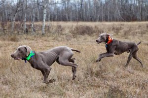 www.timberdoodleweims.net - Gallery- Puppy - 012